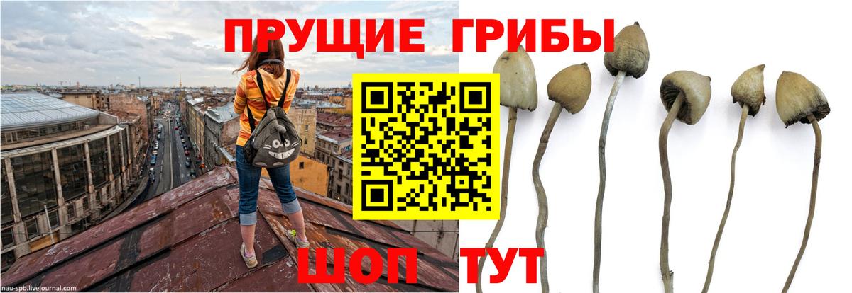 Псилоцибиновые грибы мицелий Кирово-Чепецк